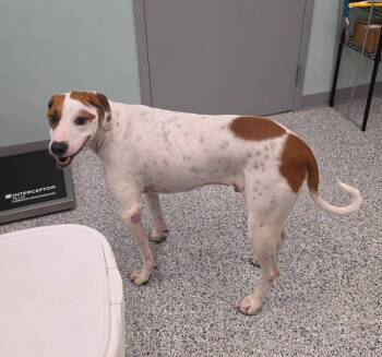 Bandit -  Terrier Dog for Adoption in Athens, Tennessee - Bandit | PetCurious