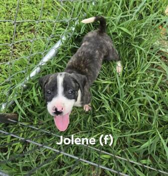 Jolene (