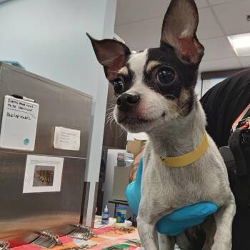 IVHS-Stray-141852 #4 -  Chihuahua and Mixed Breed Dog for Adoption in San Gabriel, California - IVHS-Stray-141852 #4 | PetCurious