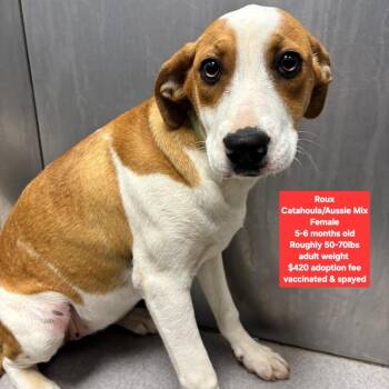 Catahoula Leopard Dog Dogs Available for Adoption - Roux | PetCurious