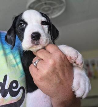 Eric -  Terrier Dog for Adoption in Lakeland, Florida - Eric | PetCurious