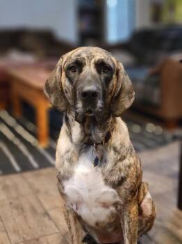 Great Pyrenees and Mastiff Dogs Available for Adoption in Winter Park, Colorado - Marley | PetCurious