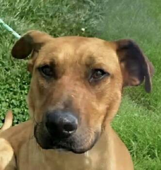 Rhodesian Ridgeback and Black Mouth Cur Dogs Available for Adoption in Newport, Tennessee - Blade | PetCurious