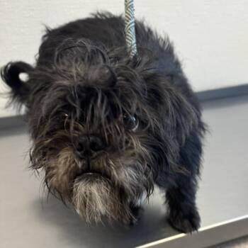 112781 -  Mixed Breed Dog for Adoption in Las Cruces, New Mexico - 112781 | PetCurious