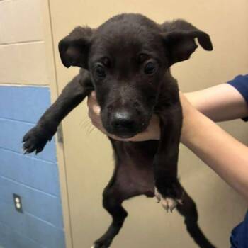 Ri -  Mixed Breed Dog for Adoption in Gadsden, Alabama - Ri | PetCurious
