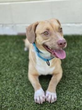 Honey -  Mixed Breed Dog for Adoption in Savannah, Georgia - Honey | PetCurious