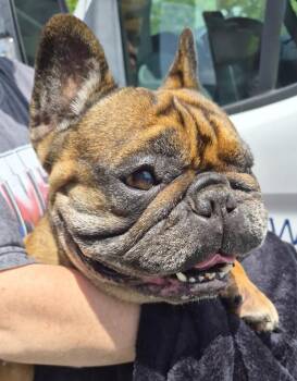 Pen 237 Squiggles -  French Bulldog Dog for Adoption in Lawrenceville, Georgia - Pen 237 Squiggles | PetCurious