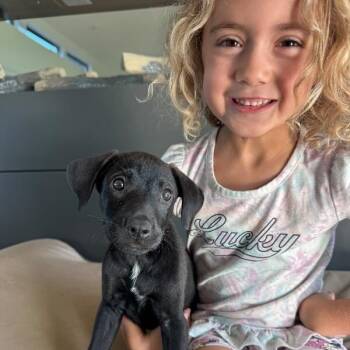 Oaklynn Marie -  Black Labrador Retriever and Labrador Retriever Dog for Adoption in Friendswood, Texas - Oaklynn Marie | PetCurious
