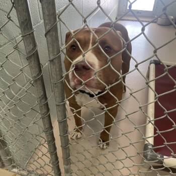 Beamer -  Pit Bull Terrier Dog for Adoption in Newark, New Jersey - Beamer | PetCurious