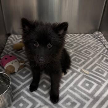 Percy -  Mixed Breed Dog for Adoption in Titusville, Florida - Percy | PetCurious