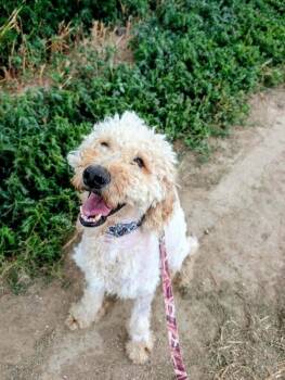 Curley -  Poodle Dog for Adoption in Severance, Colorado - Curley | PetCurious