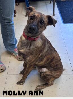 Molly Ann -  Mixed Breed Dog for Adoption in Dyersburg, Tennessee - Molly Ann | PetCurious