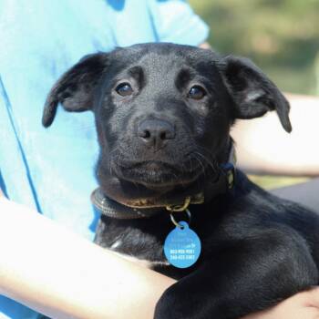 Catahoula Leopard Dog Dogs Available for Adoption in Columbia, South Carolina - Carpenter | PetCurious
