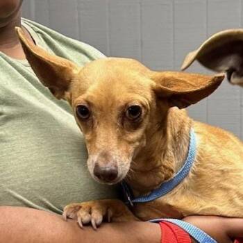 Mixed Breed Dogs Available for Adoption in West Chester, Pennsylvania - Otto | PetCurious