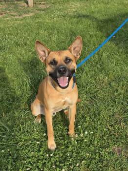 Diego -  Black Mouth Cur and Mixed Breed Dog for Adoption in Bolivar, Tennessee - Diego | PetCurious