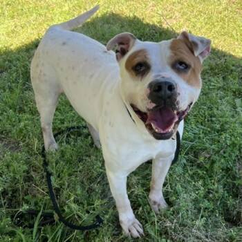Rescue Mixed Breed Dogs for Adoption in Savannah, Georgia - Bingo | PetCurious