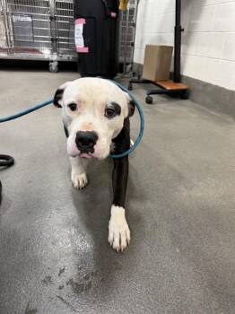 Pit Bull Terrier and Mixed Breed Dogs Available for Adoption - BOBO | PetCurious