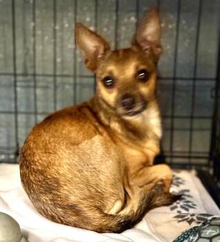Barclay -  Chihuahua Dog for Adoption in Muskegon, Michigan - Barclay | PetCurious
