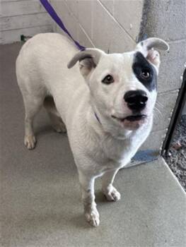 Australian Cattle Dog Blue Heeler and Mixed Breed Dogs Available for Adoption - JIMMIE | PetCurious