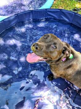 Rescue Labrador Retriever Dogs for Adoption in Carrollton, Texas - Axel | PetCurious