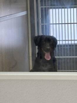 Jimmy -  Australian Cattle Dog Blue Heeler and Labrador Retriever Dog for Adoption in East Brookfield, Massachusetts - Jimmy | PetCurious