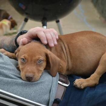 Hamish -  Mixed Breed Dog for Adoption in Buffalo, Minnesota - Hamish | PetCurious