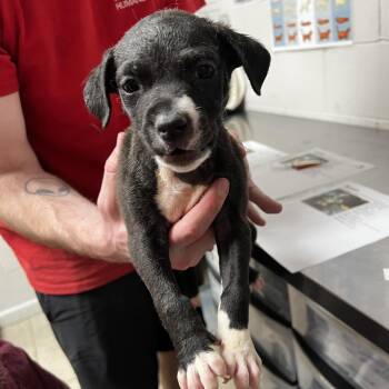 Marshall -  Shepherd Dog for Adoption in Parrish, Alabama - Marshall | PetCurious