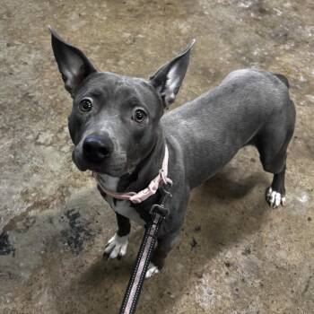 Pit Bull Terrier Dogs Available for Adoption - Pinky | PetCurious