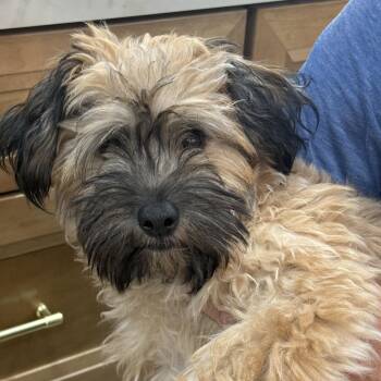 Boba -  Wheaten Terrier Dog for Adoption in Bradenton, Florida - Boba | PetCurious
