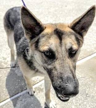 German Shepherd Dog Dogs Available for Adoption in Houston, Texas - A655089 | PetCurious
