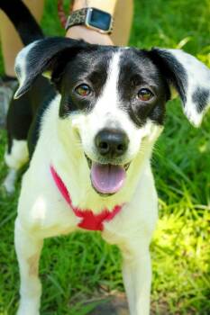 Cherry -  Dachshund and Terrier Dog for Adoption in Ona, West Virginia - Cherry | PetCurious