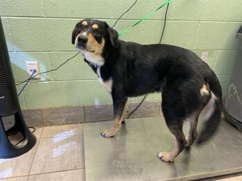 Rescue Greater Swiss Mountain Dog and Mixed Breed Dogs for Adoption in Grand Prairie, Texas - INK POT | PetCurious
