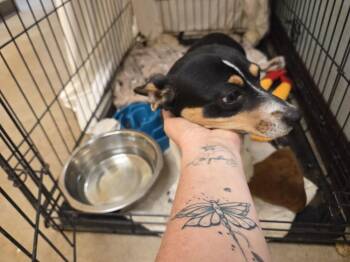 Dip -  Chihuahua Dog for Adoption - Dip | PetCurious