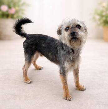 Yorkshire Terrier and Chihuahua Dogs Available for Adoption - Koa | PetCurious