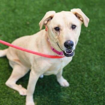 Elsie -  Labrador Retriever and Mixed Breed Dog Available for Adoption in Atlanta, Georgia - Elsie | PetCurious