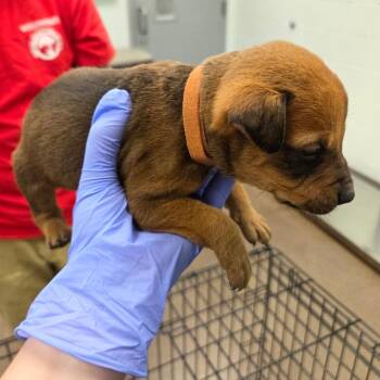 Mixed Breed Dogs Available for Adoption - Valentine | PetCurious