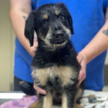 Shepherd and Mixed Breed Dogs Available for Adoption in Riverside, California - Wren | PetCurious