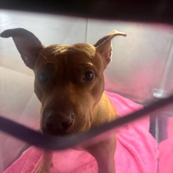 Sylvia -  Pit Bull Terrier Dog for Adoption in Philadelphia, Pennsylvania - Sylvia | PetCurious
