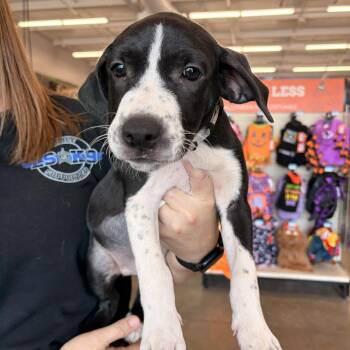 Jessie -  Beagle and Border Collie Dog for Adoption in Melbourne, Arkansas - Jessie | PetCurious