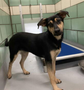 Rescue Shepherd Dogs for Adoption in Durham, North Carolina - Cecilia | PetCurious