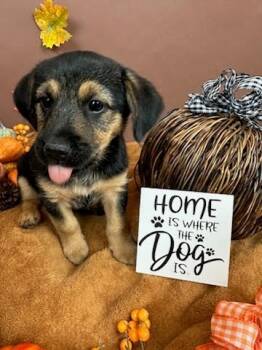 Rescue Shih Tzu and Yorkshire Terrier Dogs for Adoption in Phoenix, Arizona - Donut | PetCurious