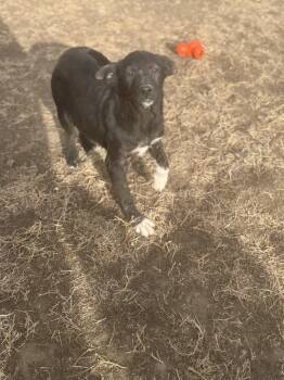 Rescue Mixed Breed Dogs for Adoption in Havre, Montana - Abby | PetCurious
