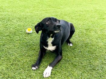 GISELE -  Chihuahua and Mixed Breed Dog for Adoption in Tustin, California - GISELE | PetCurious