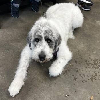 Sheep Dog Dogs Available for Adoption in Tampa, Florida - Mindy | PetCurious