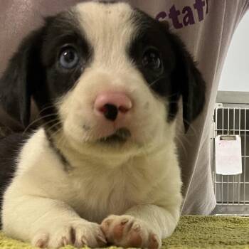 June -  Australian Shepherd Dog for Adoption in Madisonville, Tennessee - June | PetCurious