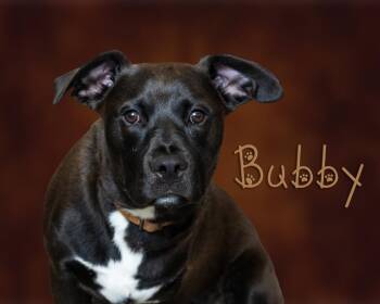 Bubby -  Pit Bull Terrier Dog for Adoption in Somerset, Pennsylvania - Bubby | PetCurious