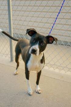 Rescue Border Collie and Pit Bull Terrier Dogs for Adoption in Kearney, Nebraska - Sloane | PetCurious