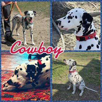 Dalmatian Dogs Available for Adoption in Colorado Springs, Colorado - Cowboy | PetCurious