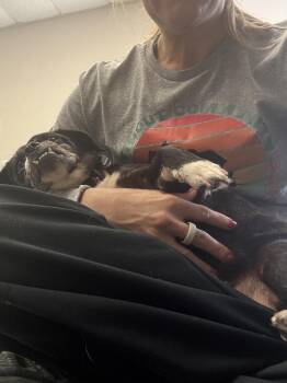 Chihuahua and Pug Dogs Available for Adoption - Dottie Mae | PetCurious