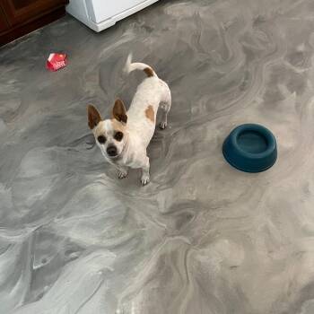 Mimi - Needs Foster or Adopter -  Chihuahua Dog for Adoption in Avon Park, Florida - Mimi - Needs Foster Or Adopter | PetCurious